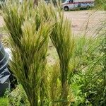 Andropogon bicornis Leaf