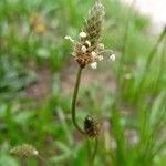 Plantago lanceolataFlor