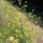 Peucedanum alsaticum Habit