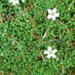 Arenaria balearica Hoja