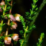 Calluna vulgaris Fuelha