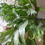 Bolbitis auriculata Leaf