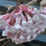 Viburnum × bodnantense Blomma