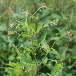 Desmodium tortuosum Habitus