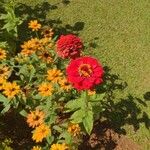 Zinnia elegansFlower