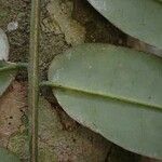 Quassia gabonensis Hoja