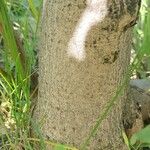 Acer glabrum Bark