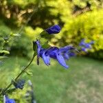 Salvia patens Цвят
