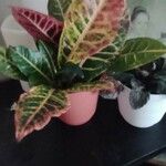 Codiaeum variegatumBlad