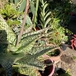 Aloe maculata Lehti