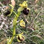 Ophrys virescens Flor