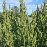 Rumex aquaticus পাতা