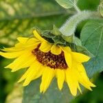 Helianthus petiolaris Flower