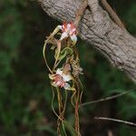 Strophanthus eminii Blüte