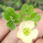 Kallstroemia pubescens Blomma