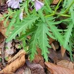 Cardamine concatenata Leaf