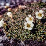 Diapensia lapponica Хабит