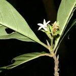 Coussarea longiflora Цвят