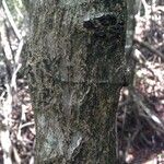 Rhizophora mangle Rinde