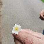 Anemone sylvestris Flower