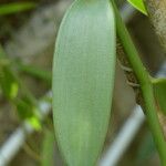 Vanilla planifolia Φύλλο