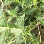 Veronica teucrium Blatt