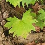 Petasites frigidus Leaf