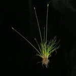 Carex bonatiana