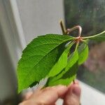 Parthenocissus inserta Leaf