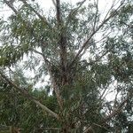 Eucalyptus leucoxylon Habit
