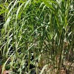 Miscanthus × longiberbis Leaf