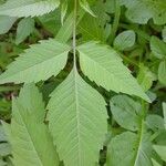 Bidens frondosa Leaf