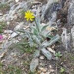 Hieracium villosum Blatt