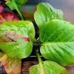 Bergenia crassifolia Blad