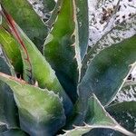 Agave salmiana Leaf