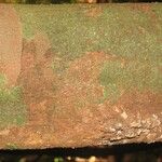 Protium aracouchini Кора