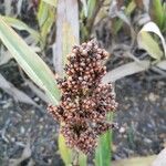 Sorghum bicolor Fruto