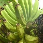 Musa acuminata Fruit