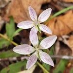 Claytonia caroliniana Flor