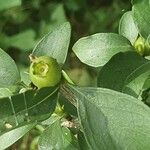 Vangueria madagascariensis Frutto