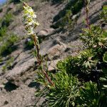 Luetkea pectinata Habit