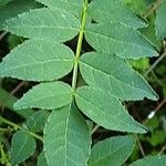 Zanthoxylum beecheyanum पत्ता