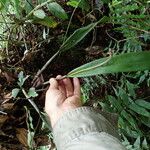 Polystachya galeata Vivejo