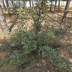 Pyrus elaeagrifolia 形態