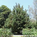 Abies cilicica ശീലം