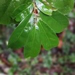 Annona muricata Hoja