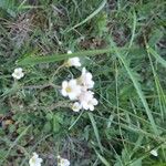 Saxifraga granulataFlower