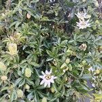 Passiflora caerulea Alkat (teljes növény)
