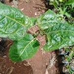 Solanum betaceumFolio