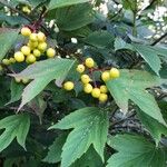 Viburnum opulusFoglia